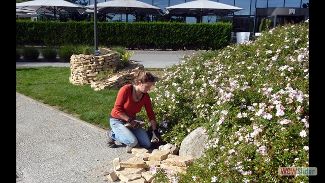 Août: Petite Camargue Alsacienne - Construction spirale aromatique casino Blotzheim 