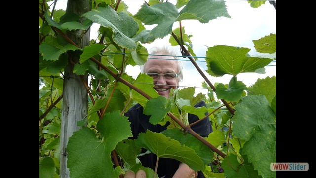 Septembre: Vendanges chez Louis à Osenbach