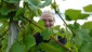 Septembre: Vendanges chez Louis à Osenbach